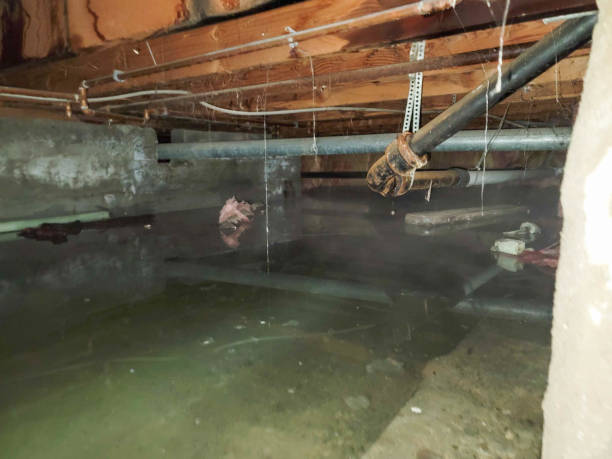 Best Flood damage cleanup  in Tamalpais Homestead Valley, CA